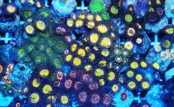 Imperator Corals