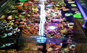 Imperator Corals