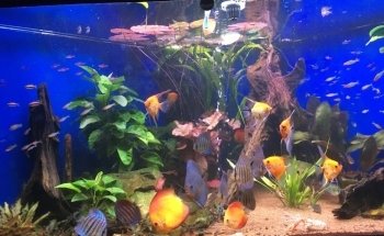 HVP AQUA - Experts in aquarium LED