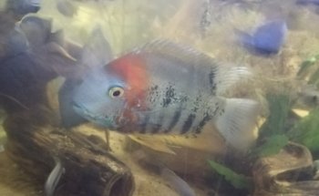 Aquariumbouwer