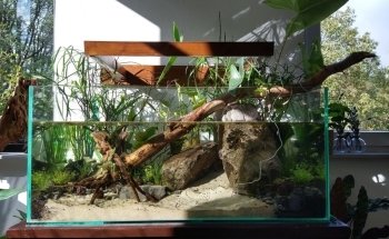 Aquaria van wolferen