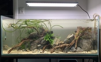 Aquaria van wolferen