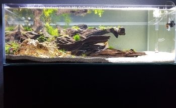 Aquaria van wolferen