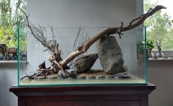 Aquaria van wolferen