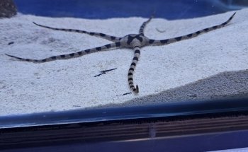 Ocean Art Biotechnology