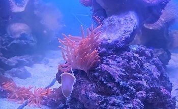 Ocean Art Biotechnology