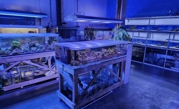 Biotecnología del Arte Oceánico