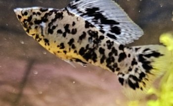 Ocean Art Biotechnology