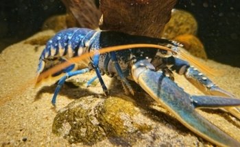 The North Sea Oceanarium