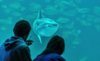 The North Sea Oceanarium