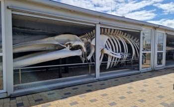The North Sea Oceanarium