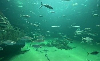 The North Sea Oceanarium