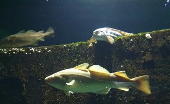 The North Sea Oceanarium