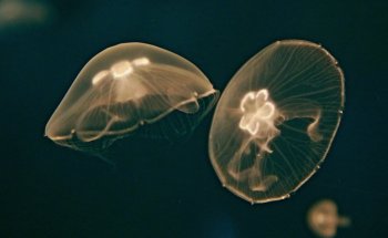 The North Sea Oceanarium