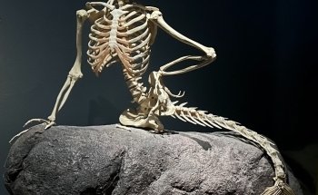 Fiskeri- og Søfartsmuseet