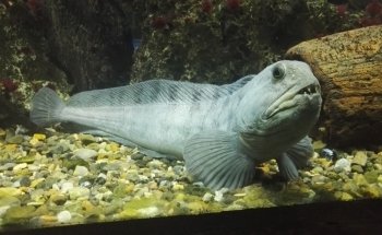 JyllandsAkvariet