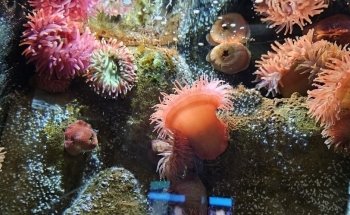 Øresund Aquarium