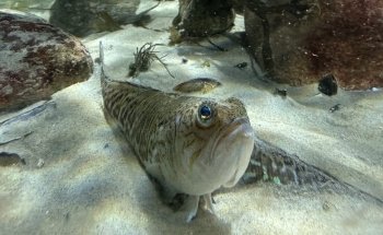 Øresund Aquarium