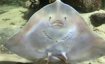Øresund Aquarium