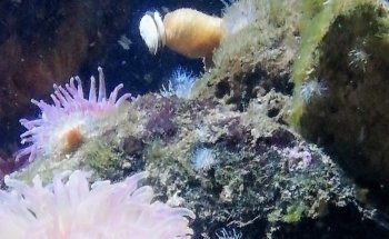 Øresund Aquarium