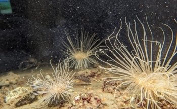 Øresund Aquarium