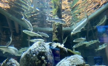 Øresund Aquarium