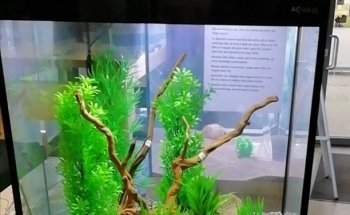 Akvariestuen