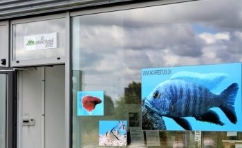 The Aquarium