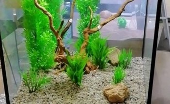 Akvariestuen