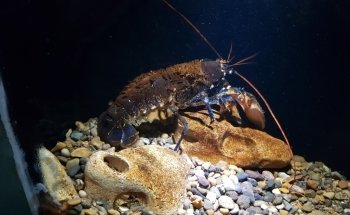 Nordsø Akvariet
