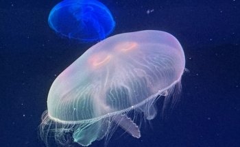 Poema del Mar Aquarium