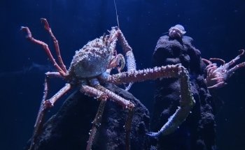 Poema del Mar Aquarium