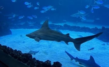 Poema del Mar Aquarium