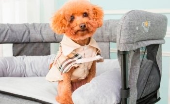 Pet Hollywood Pet Store