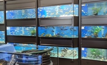 Pet Hollywood Pet Store