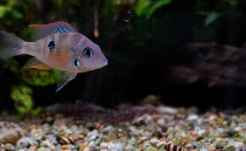 Akvariebutikken Fik'ken