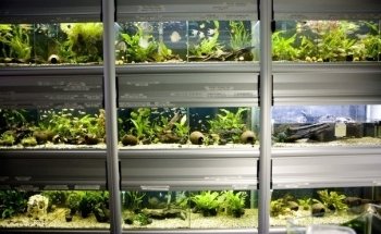 Akvariebutikken Fik'ken