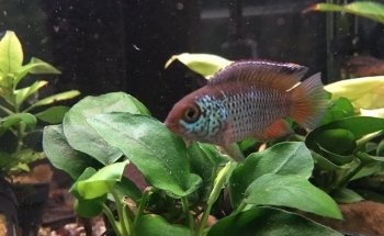 Akvariebutikken Fik'ken