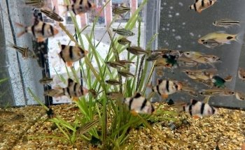 Akvariebutikken Fik'ken