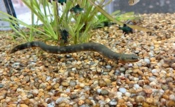 Akvariebutikken Fik'ken