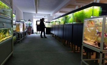Akvariebutikken Fik'ken