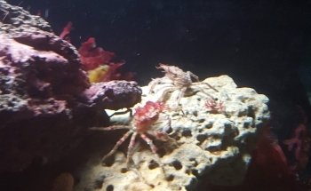 Marinbiologisk Laboratorium, Københavns Universitet