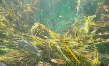 Marinbiologisk Laboratorium, Københavns Universitet