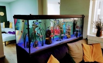 Cuidado de Acuarios Akvo