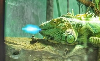 Dingle Oceanworld Aquarium