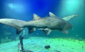 Dingle Oceanworld Aquarium