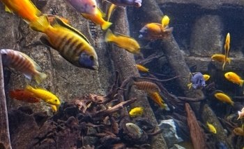 Dingle Oceanworld Aquarium
