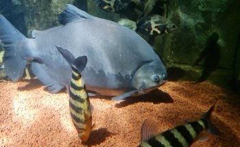Dingle Oceanworld Aquarium