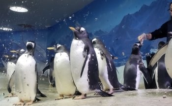 Dingle Oceanworld Aquarium