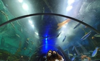 Dingle Oceanworld Aquarium